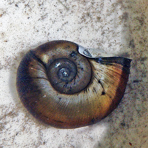 Orb snails have flattened shells; they are sometimes called ram’s horn snails
