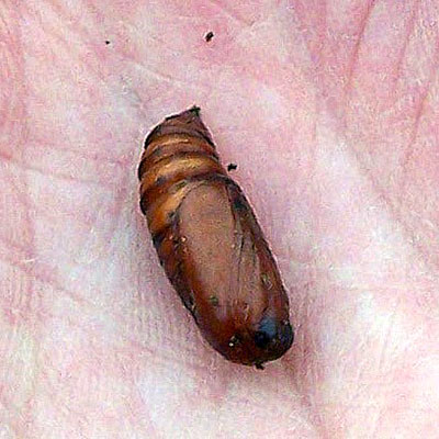 Pupa of a beetle