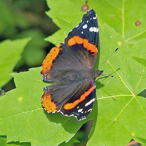 red-admiral-1