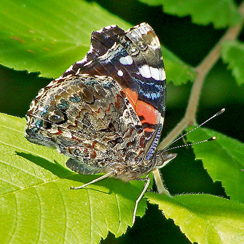 red-admiral-2