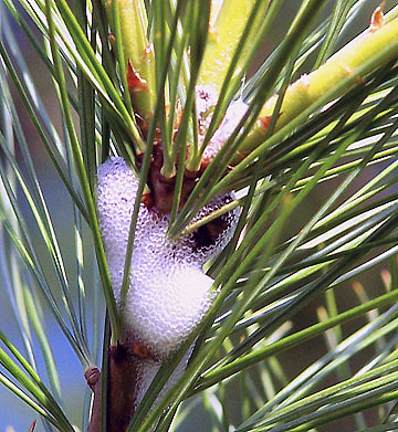 A few trees, like this white pine, are also visited by spittlebugs