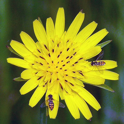 syrphid-fly-3