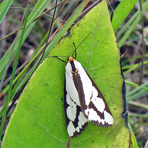 A Arctiid moth, but not isabella