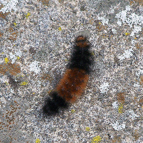 A Woolly bear caterpillar, heading north