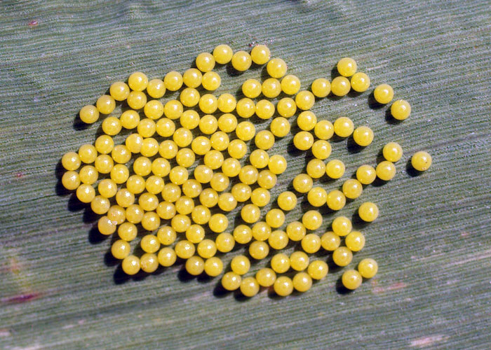 insect eggs on spanish broom