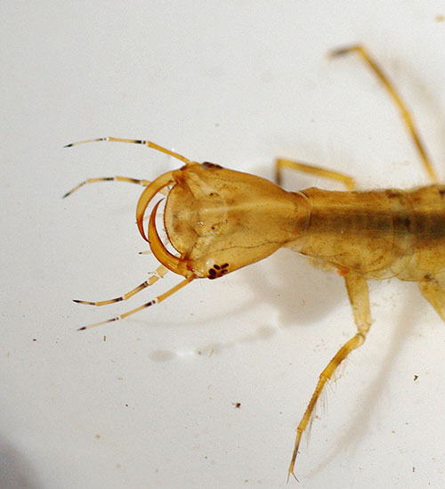 adult dytiscids beetles legs larvae