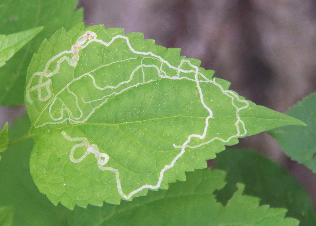 Understanding Leafminers and Their Impact on Plants