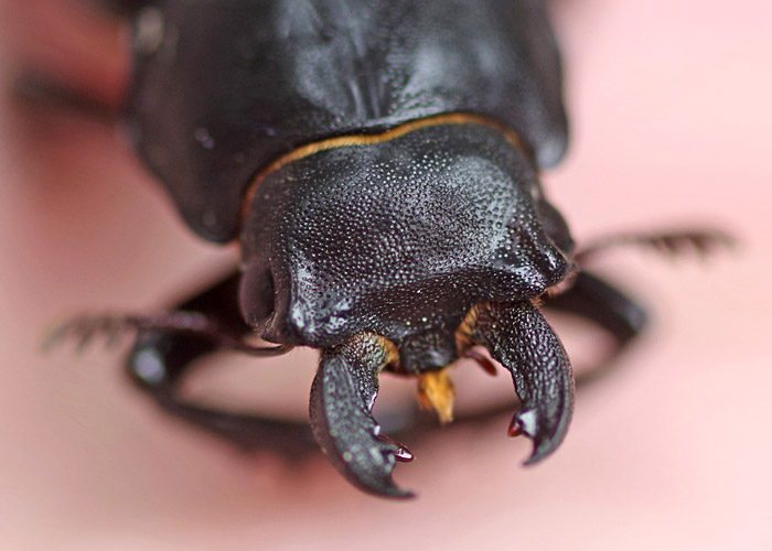 Stag Beetle's Mandibles