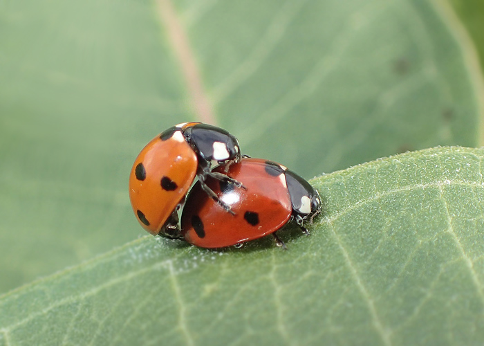 seven-spotted ladybugs