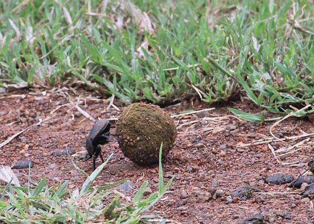 Dung beetle - Field Station