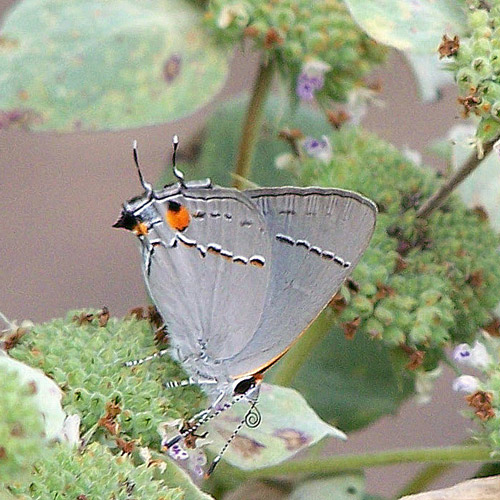 Gray Hairstreak Butterfly – Field Station