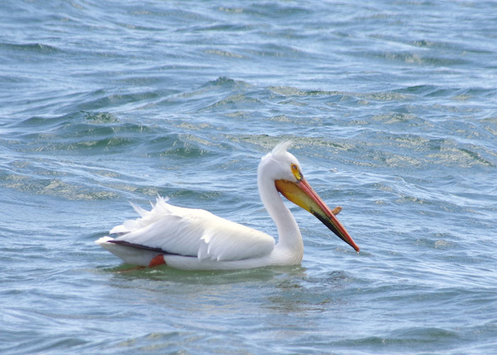 Closed for June – Feast or Famine