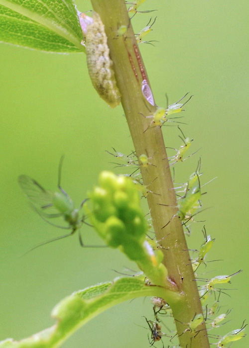 Many green aphids crawling on a stem
