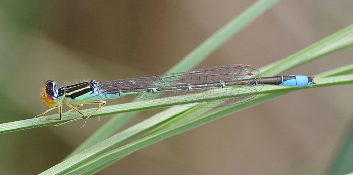 damselfly perched on a blade of grass