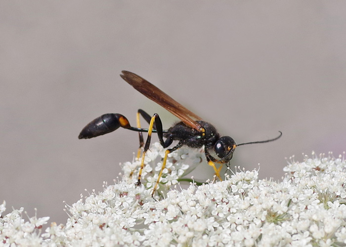 black wasp on a white flower
