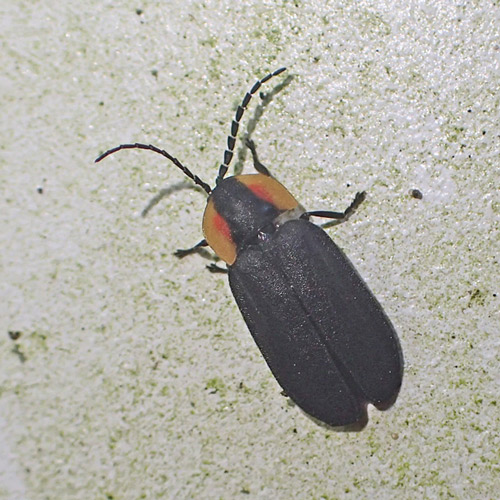 close-up of firefly