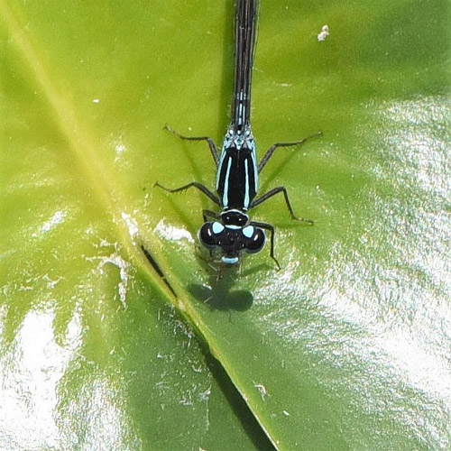 Close-up of male forktail, looking into the camera