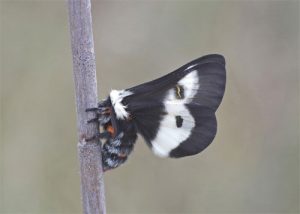 buck moth photo
