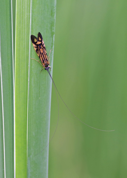 Zebra Caddisfly