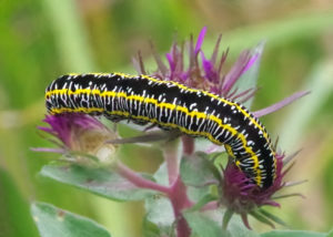 Zebra Moth Caterpillar