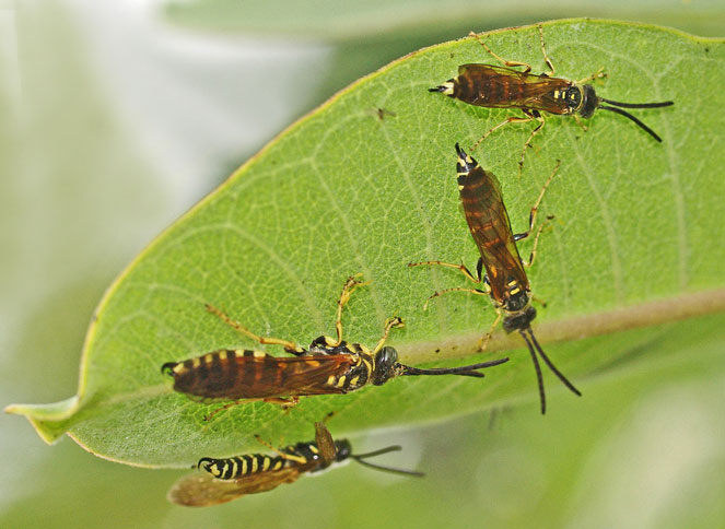 four tiphiid male wasps on leaf