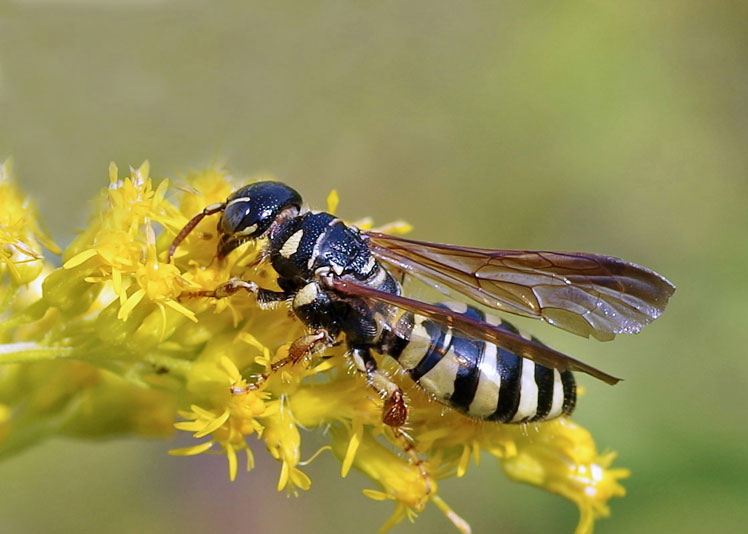 tiphiid female wasp on flower, highlighting wings and body detail