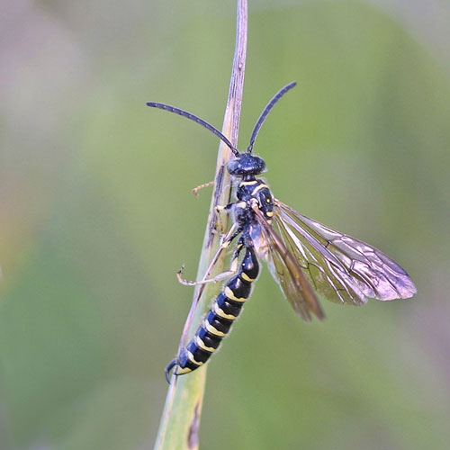 tiphiid male wasp on stem, highlighting narrow body, stripes, and antennae