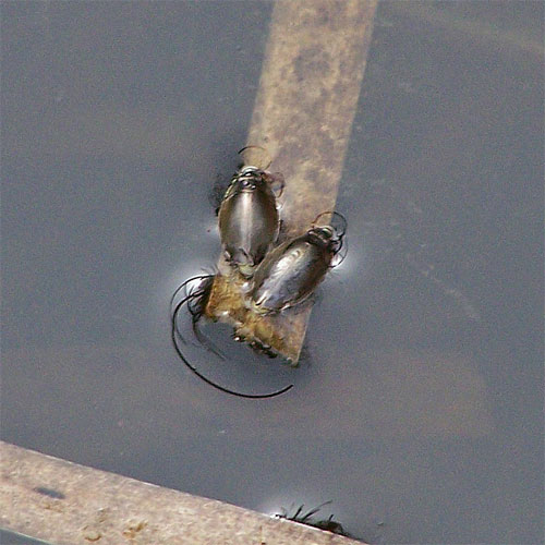 Whirligig Beetles on water