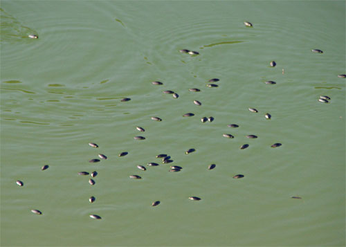 Several whirligig beetles on surface of water