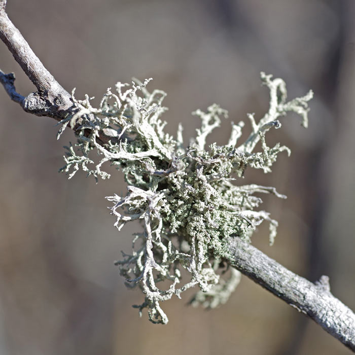lichen spiney