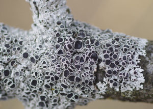 gray lichen with many openings