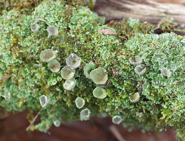 lichen pixie cup