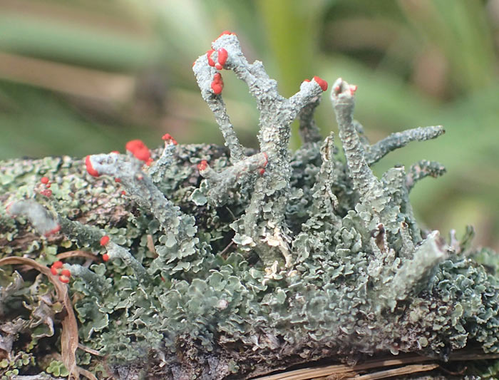 gray lichen with pink tips