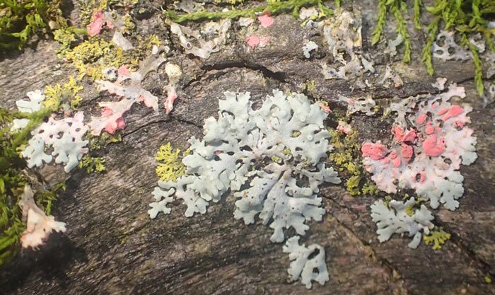 gray lichen on bark