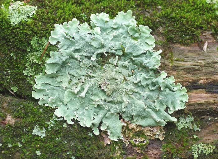 teal-green lichen shield