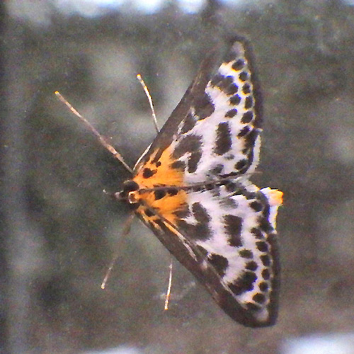 Small Magpie Moth Mystery