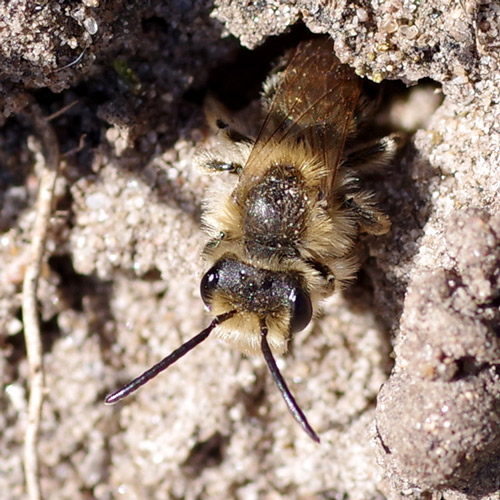 Red-tailed Mining bee tunnel