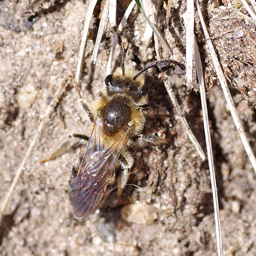 Red-tailed Mining bee