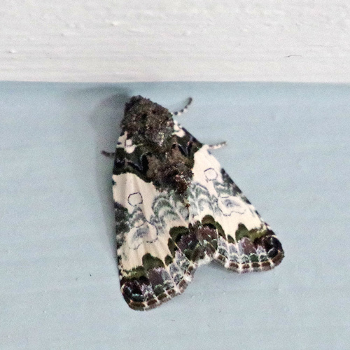 Tufted Bird-lime Moth