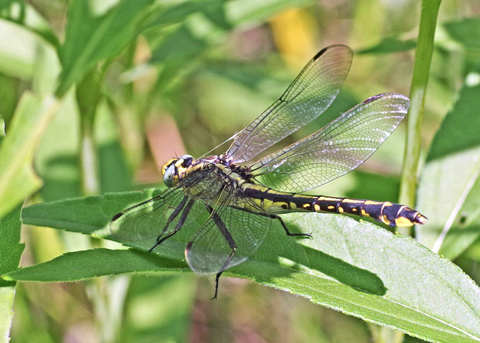 Midland Clubtail dragonfly