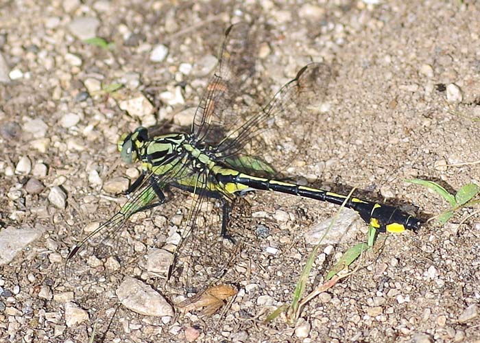 Midland Clubtail dragonfly