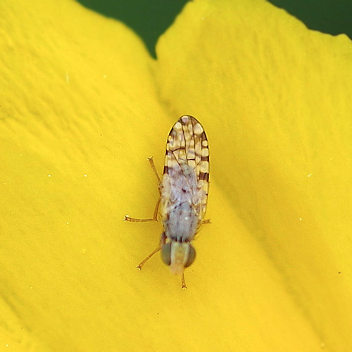 Tephritid Fly