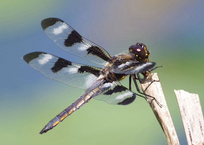 Spotted Skimmer Dragonfly