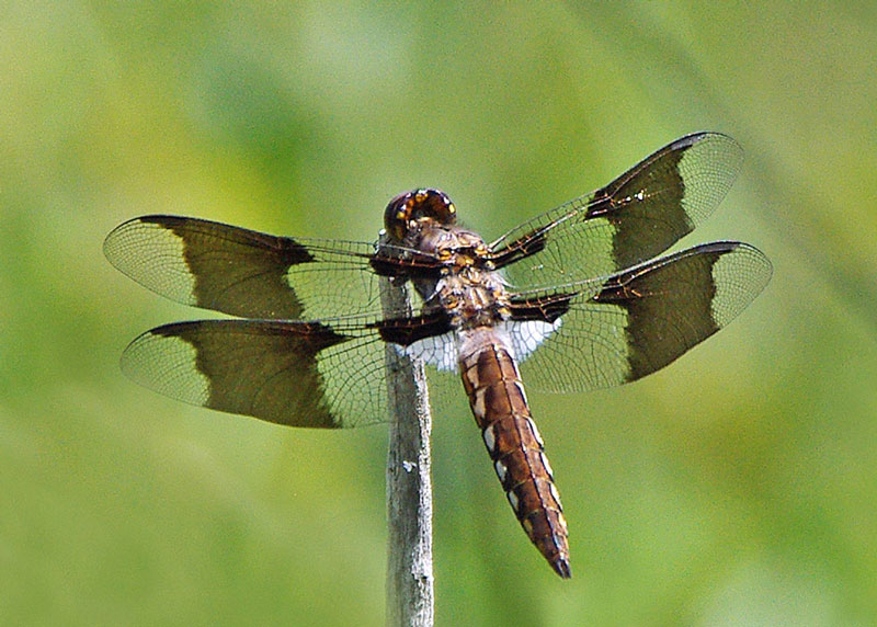Whitetail juvenile dragonfly