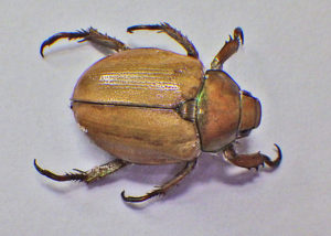 Goldsmith Beetle view of top