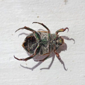 Goldsmith Beetle view of underside