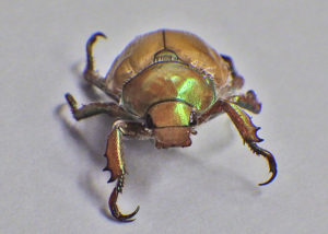 Goldsmith Beetle view of front