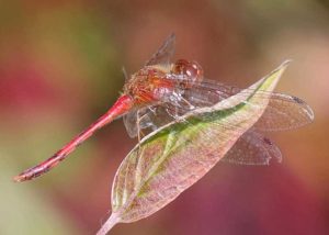 meadowhawk dragonfly