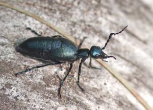 meloe beetle