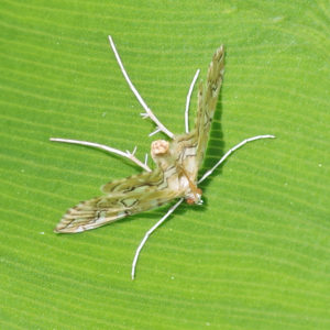 pondweed pyralid moth